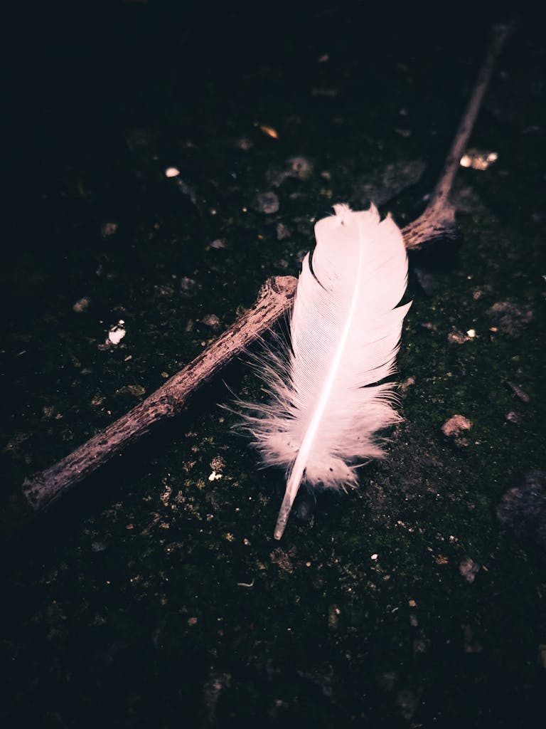 Feather