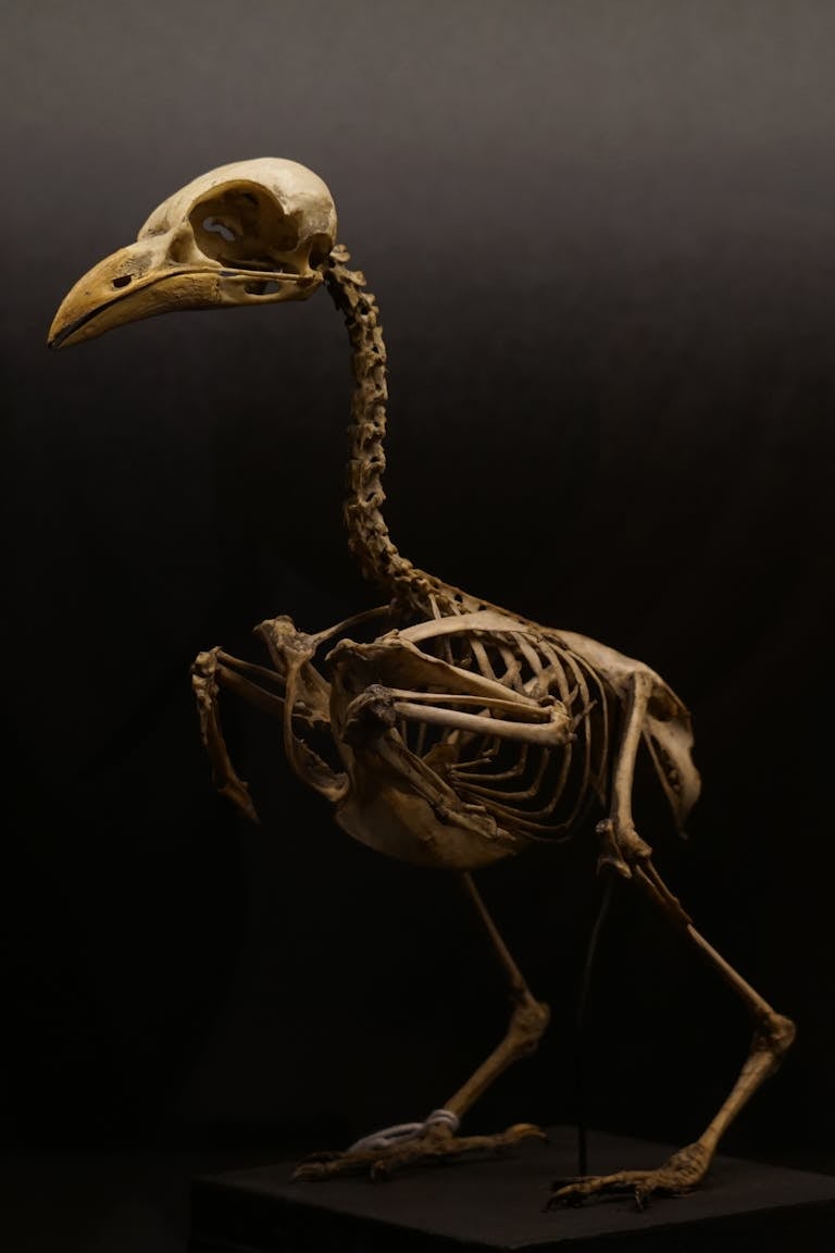 A side view of a bird skeleton displayed on a stand with dramatic lighting.