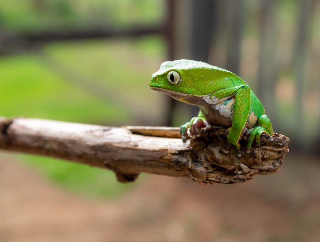 close up of a vivid green tree frog perched on a branch in brazilian nature. 3656636 scaled