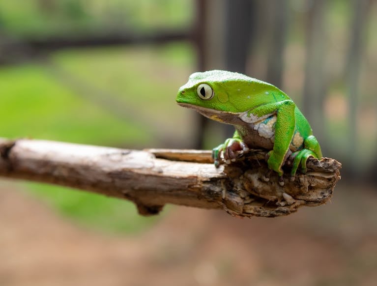 close up of a vivid green tree frog perched on a branch in brazilian nature. 3656636 scaled