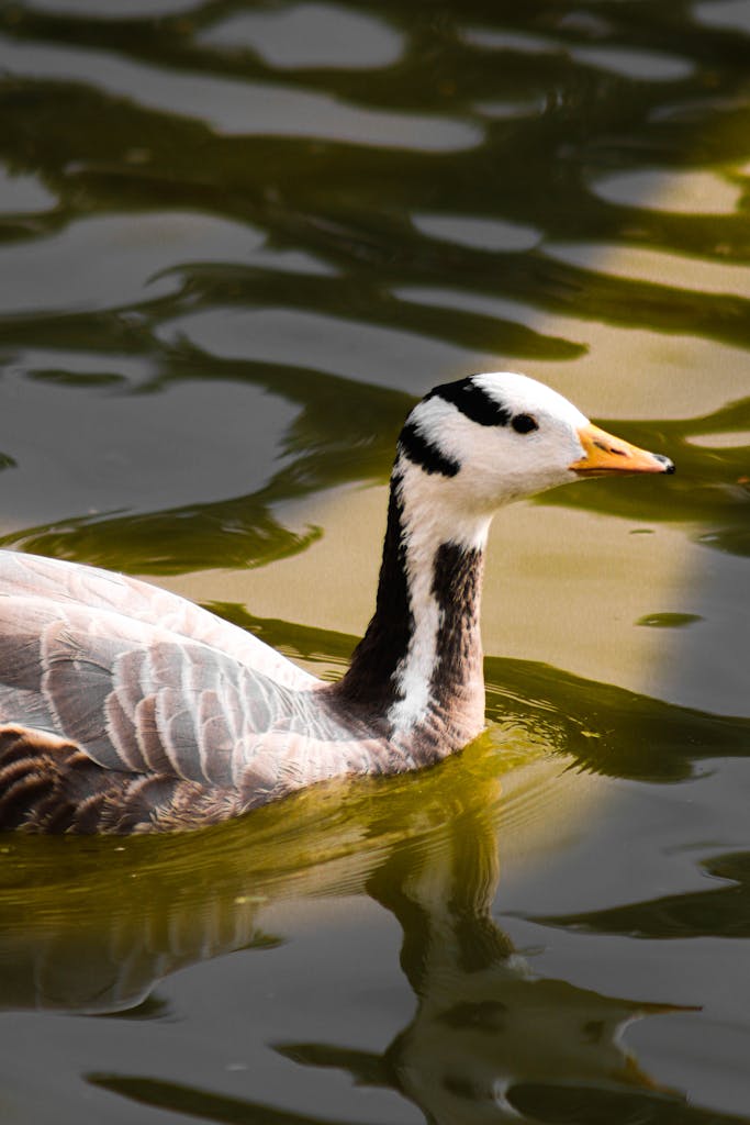 duck