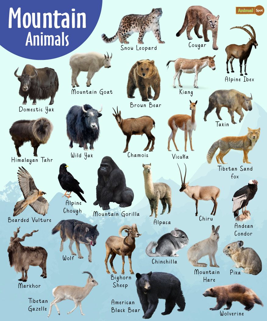 Mountain Animals