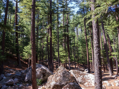 coniferous