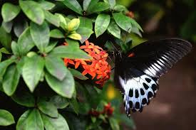 Nature Relative Relationships in Nature - Edusaint